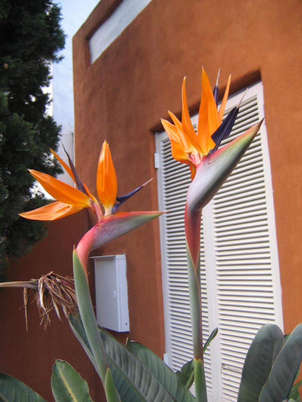 קייפטאון Rose Lodge מראה חיצוני תמונה